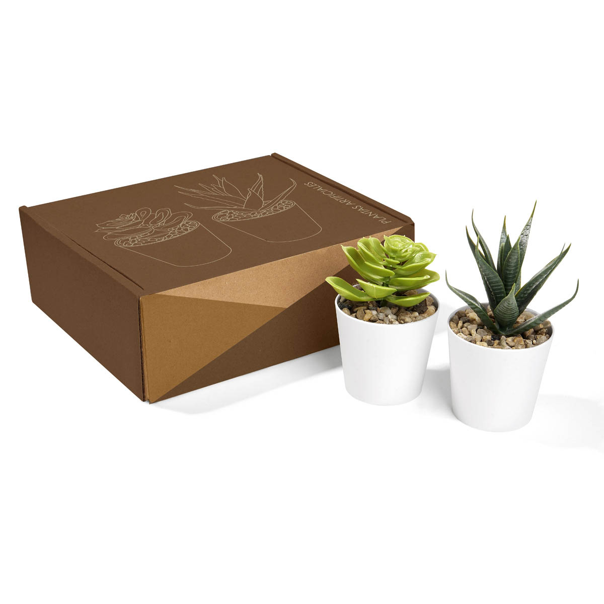 
                            SET DE PLANTAS ALISO BLANCO